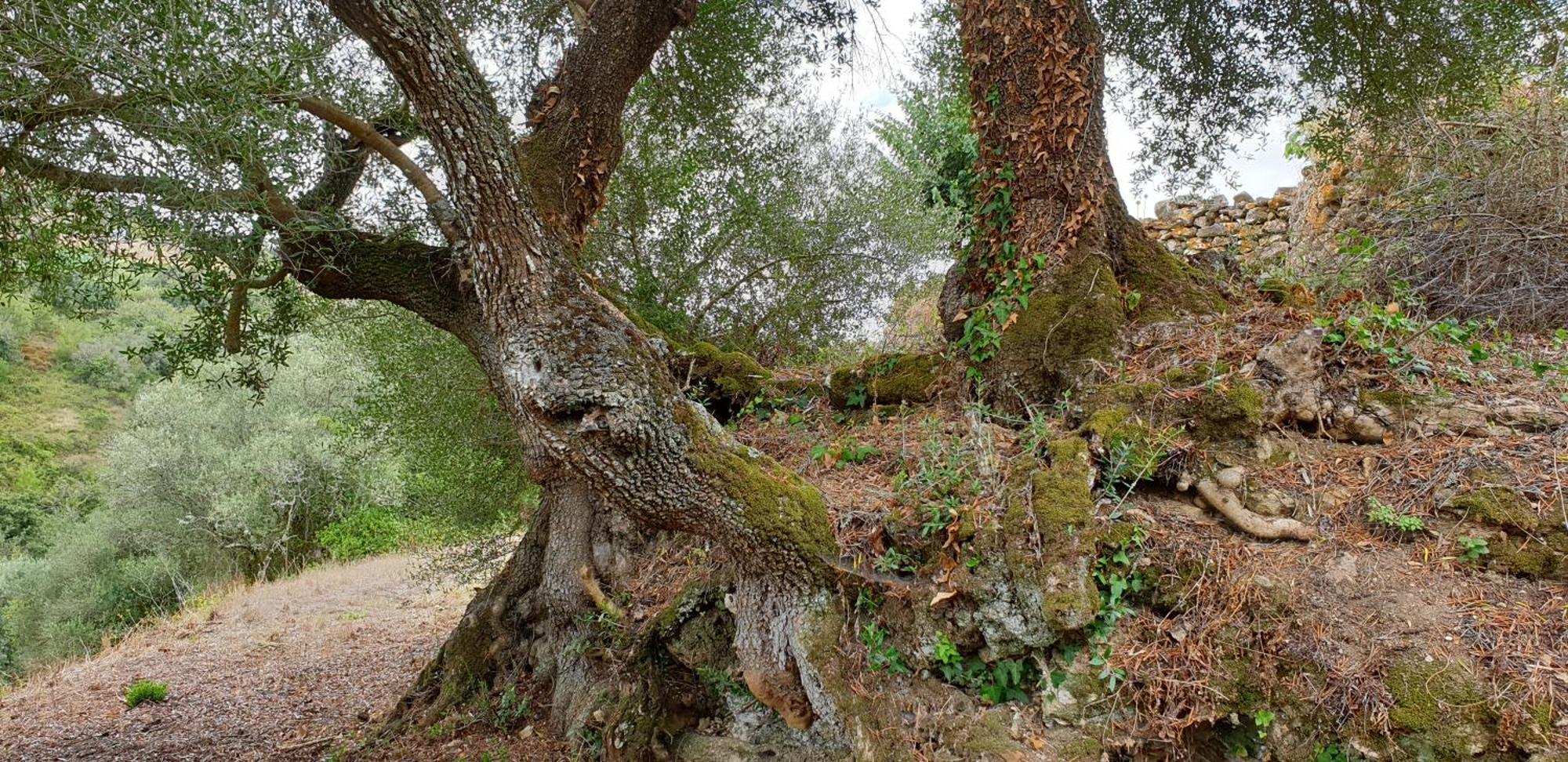 Casa Das Janelinhas - Cottage Near Sintra, Mafra, Ericeira Ngoại thất bức ảnh