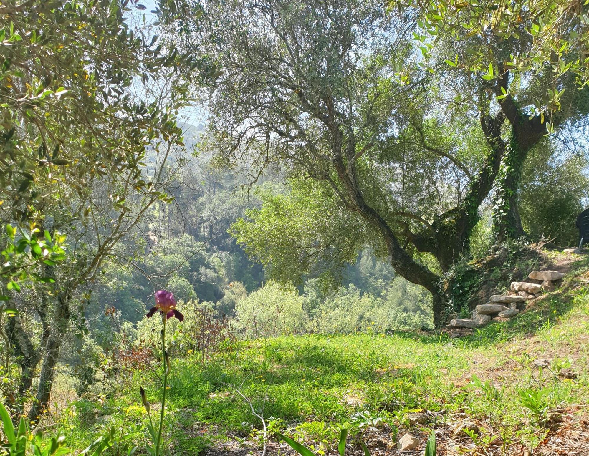 Casa Das Janelinhas - Cottage Near Sintra, Mafra, Ericeira Ngoại thất bức ảnh